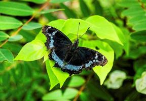 vlinder op groene bladeren foto