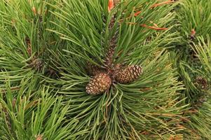 ijshoorntje van berg pijnboom boom pinus Mugo met knoppen, lang Afdeling en naald. mughus pumilio cultivar dwerg in rots park. samenstelling voor vakantie Kerstmis kaart. natuur botanisch concept. detailopname foto