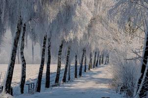 winter tijd in Westfalen foto