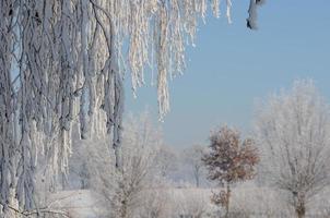 winter tijd in Westfalen foto