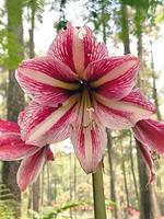 umbi amarilis of amaryllis bloem foto