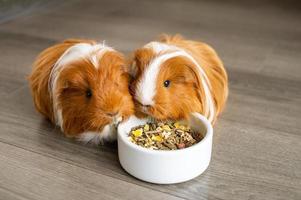 twee langharig Guinea varkens eten voedsel van een bord binnenshuis foto