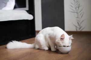 schattig wit pluizig kat met een pluizig staart zit vast zijn hoofd in een kom van voedsel foto