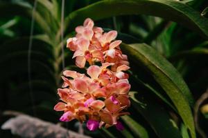 foto van orchidee bloem bloeiend in de tuin