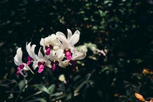 foto van orchidee bloem bloeiend in de tuin