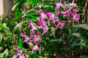 foto van orchidee bloem bloeiend in de tuin