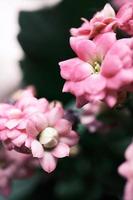 kalanchoe bloesfeldiana 'calandiva roze' Bij huis foto