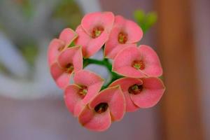 rood kroon van doornen bloemen foto