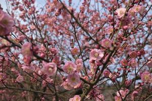 bloeiend roze Pruim bloesems vol van bomen foto