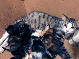 getuige de koesteren schoonheid van moederschap met een moeder kat borstvoeding geeft haar kostbaar baby's, een hartverwarmend en intiem moment van moederlijk liefde en zorg foto