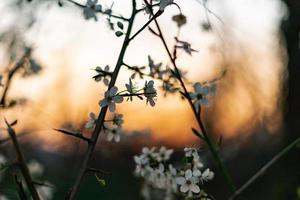 kers bloesems in voorjaar gedurende zonsondergang in heidelberg, Duitsland foto