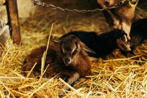 pasgeboren bruin baby geit, geit kind, met broers en zussen en moeder geit 10 minuten na wezen geboren foto