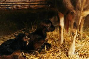 pasgeboren bruin baby geit, geit kind, met broers en zussen en moeder geit 10 minuten na wezen geboren foto