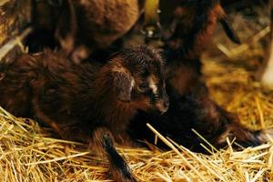 pasgeboren bruin baby geit, geit kind, met broers en zussen en moeder geit 10 minuten na wezen geboren foto