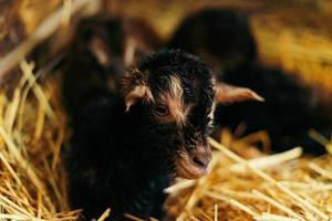 pasgeboren bruin baby geit, geit kind, met broers en zussen en moeder geit 10 minuten na wezen geboren foto