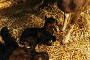 pasgeboren bruin baby geit, geit kind, met broers en zussen en moeder geit 10 minuten na wezen geboren foto