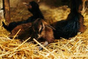 pasgeboren bruin baby geit, geit kind, met broers en zussen en moeder geit 10 minuten na wezen geboren foto