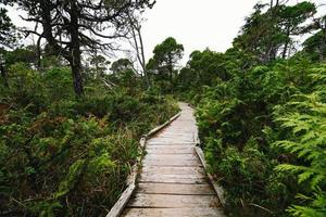 oeverpijn moeras spoor ucluelet Aan Vancouver eiland, Canada foto