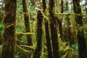 regenwoud spoor ucluelet Aan Vancouver eiland, Canada foto