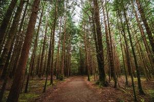 regenwoud spoor ucluelet Aan Vancouver eiland, Canada foto