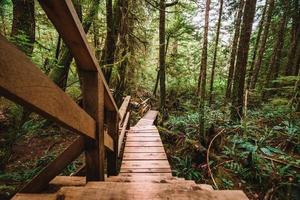 regenwoud spoor ucluelet Aan Vancouver eiland, Canada foto