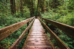 regenwoud spoor ucluelet Aan Vancouver eiland, Canada foto