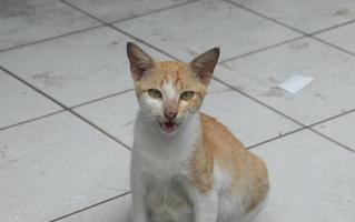 een single verdwaald wild oranje en wit gekleurde vrouw kat met zwanger buik geïsoleerd Aan wit vloer. kucing leugenaar dier themed foto beeld op zoek Bij de camera.