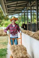 portret van gelukkig Aziatisch boer vrouw voeden koeien in stal Aan zuivel boerderij. landbouw industrie, landbouw, mensen, technologie en dier veeteelt concept. foto