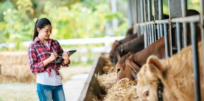 Aziatisch jong boer vrouw met tablet pc computer en koeien in stal Aan zuivel boerderij. landbouw industrie, landbouw, mensen, technologie en dier veeteelt concept. foto