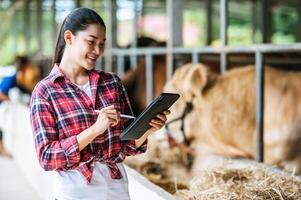 Aziatisch jong boer vrouw met tablet pc computer en koeien in stal Aan zuivel boerderij. landbouw industrie, landbouw, mensen, technologie en dier veeteelt concept. foto