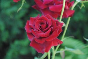 een struik van rood inschrijving rozen in een zomer tuin foto