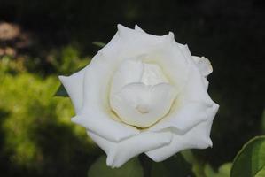 mooi wit roos in de zomer tuin foto