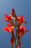 rood gladiolen bloem tegen blauw lucht met zon stralen en lens gloed foto