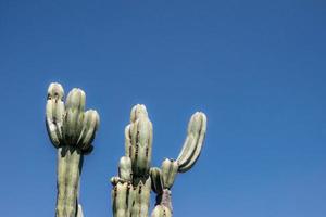 cactussen tegen blauw lucht in saguaro nationaal park, Arizona foto