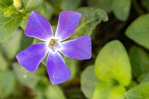 Purper maagdenpalm, vinca minderjarige, in de tuin foto