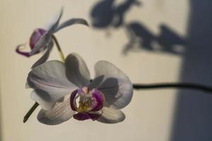 wit orchidee bloemen Aan een wit achtergrond foto