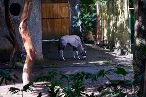 selectief focus van oryx gazella dat is ontspannende in haar kooi. foto