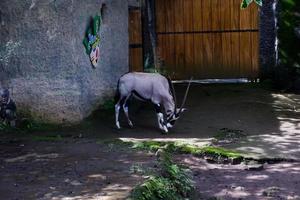 selectief focus van oryx gazella dat is ontspannende in haar kooi. foto