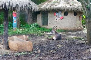 selectief focus van oryx gazella dat is ontspannende in haar kooi. foto