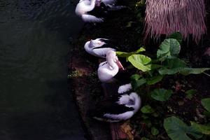 selectief focus van pelikanen zwemmen in de meer. foto