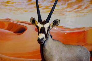 selectief focus van gemsbok staand in zijn kooi. foto