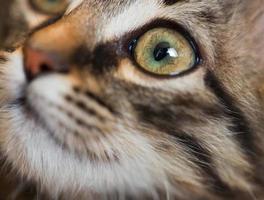 schattig katje uiteinde van een loop detailopname foto