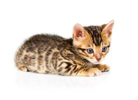 Bengalen kitten op witte achtergrond foto