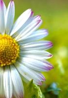 mooie witte margrietbloem in de lente foto