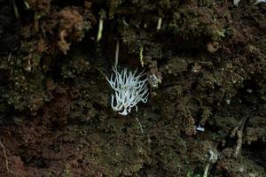hericium erinaceus, is een uniek uitziend schimmel met een opvallend uiterlijk. haar vruchtlichamen lichaam heeft een koraalachtig vorm geven aan, met een wit, ruig buitenkant en lang, bungelend stekels dat lijken op ijspegels foto
