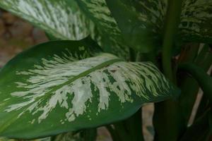 dieffenbachia, haar schoonheid komt van de vorm van de kroon en ook de kleur van de bladeren dat variëren foto