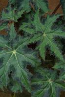 begonia Cleopatra is een sier- fabriek dat heeft de vorm van een esdoorn- blad, Leuk vinden de symbool van Canada foto