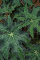 begonia Cleopatra is een sier- fabriek dat heeft de vorm van een esdoorn- blad, Leuk vinden de symbool van Canada foto