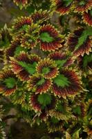 de miana fabriek is coleus scutellarioides. ook bekend net zo de iler plant, miana is veel geliefd omdat de gradaties van de patronen Aan de bladeren zijn zo mooi foto