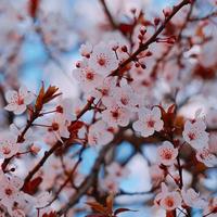 mooie roze bloem in de lente foto